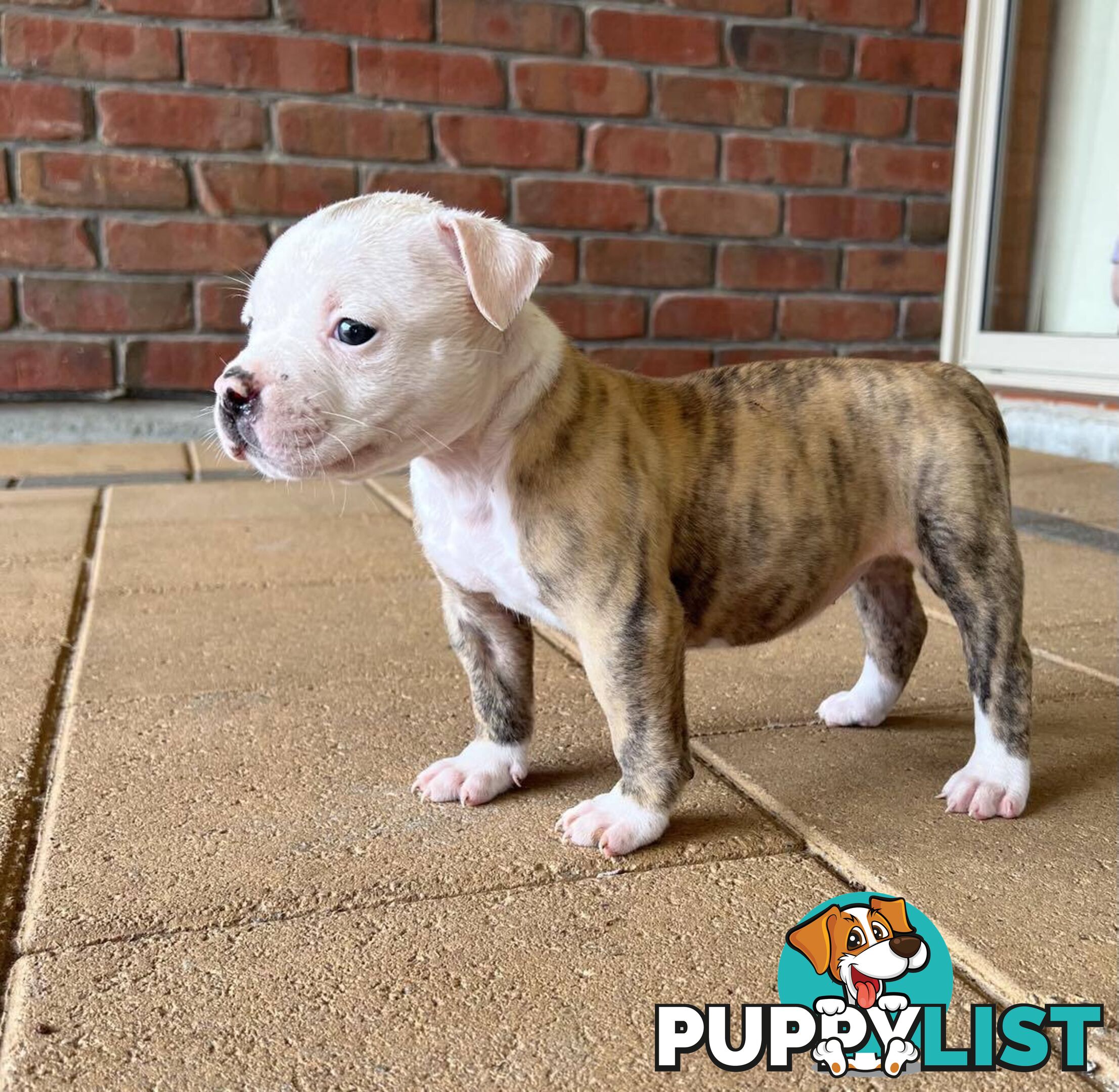 American Bulldog Puppies