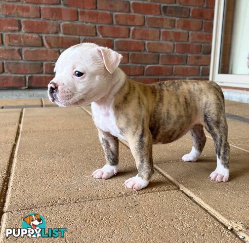 American Bulldog Puppies