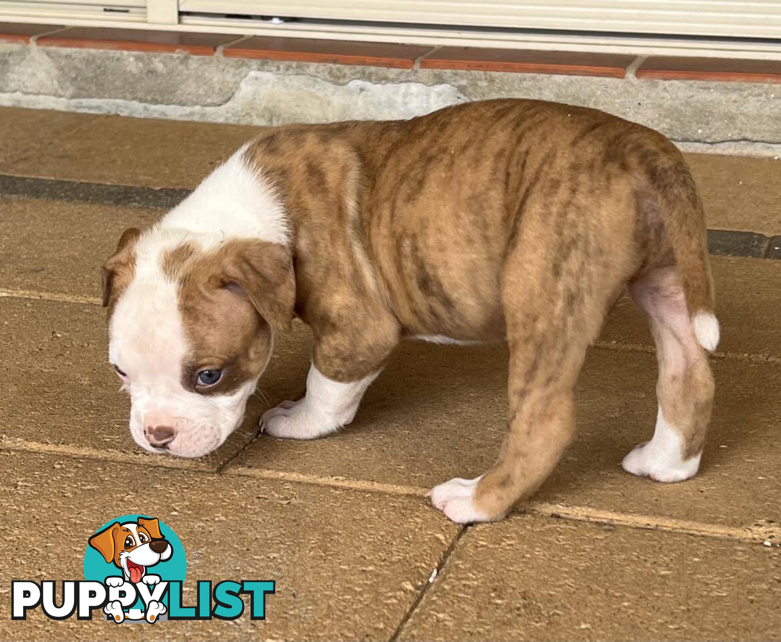 American Bulldog Puppies