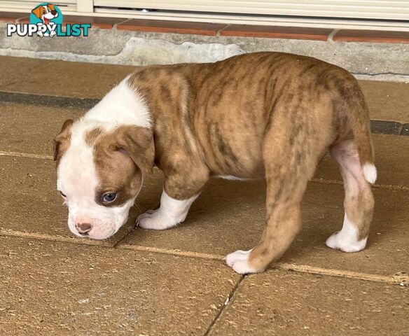 American Bulldog Puppies