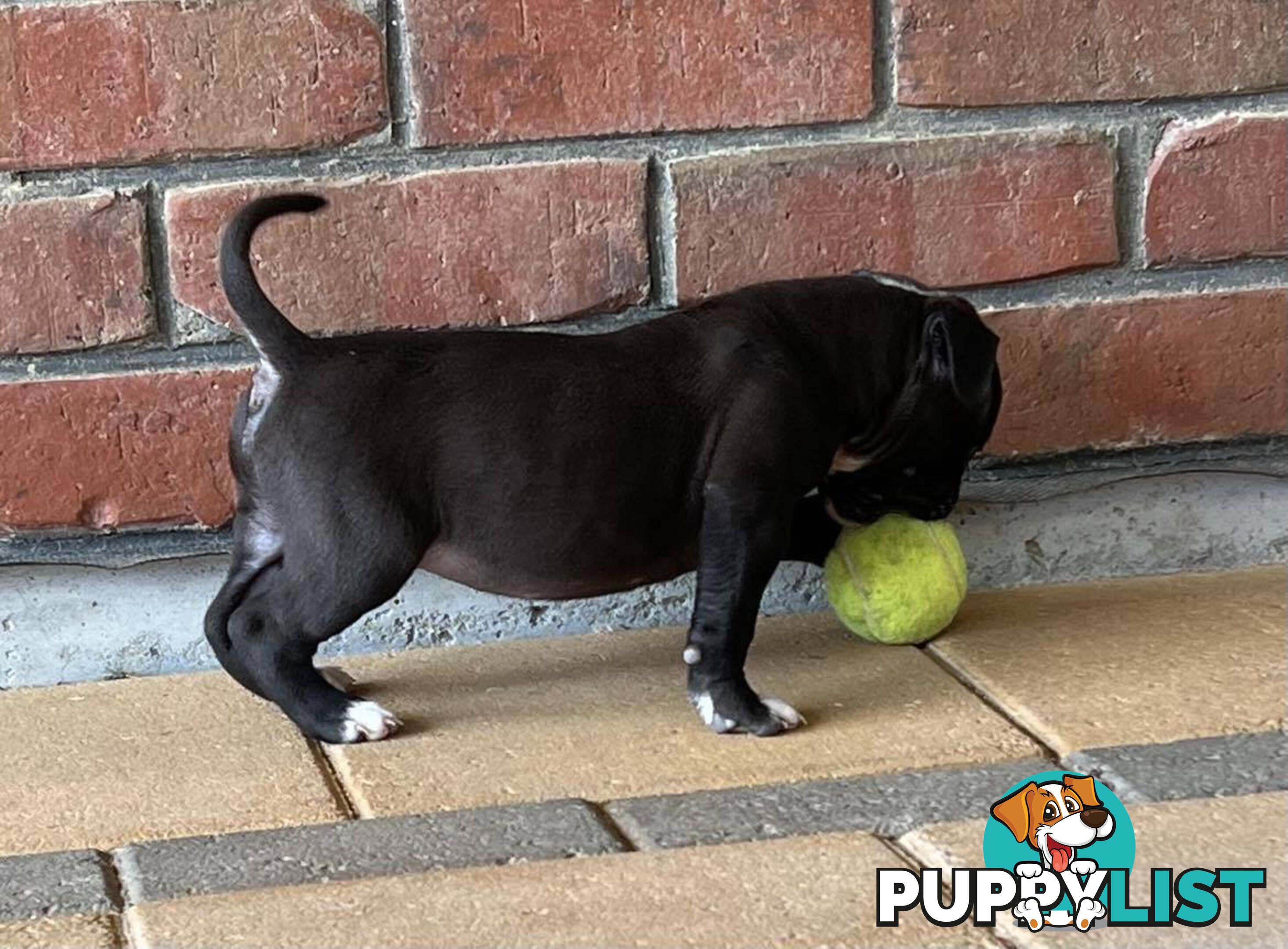 American Bulldog Puppies