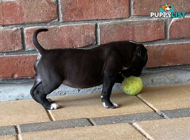 American Bulldog Puppies