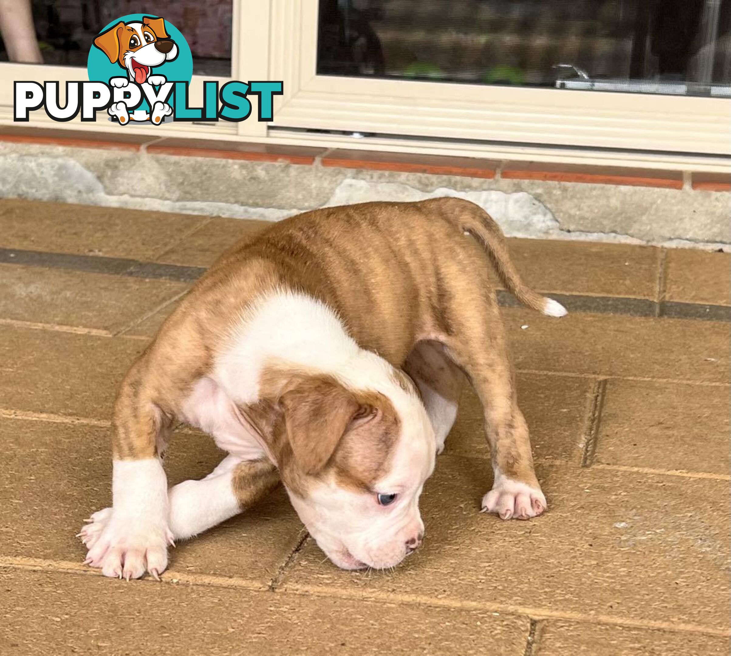 American Bulldog Puppies