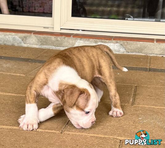 American Bulldog Puppies