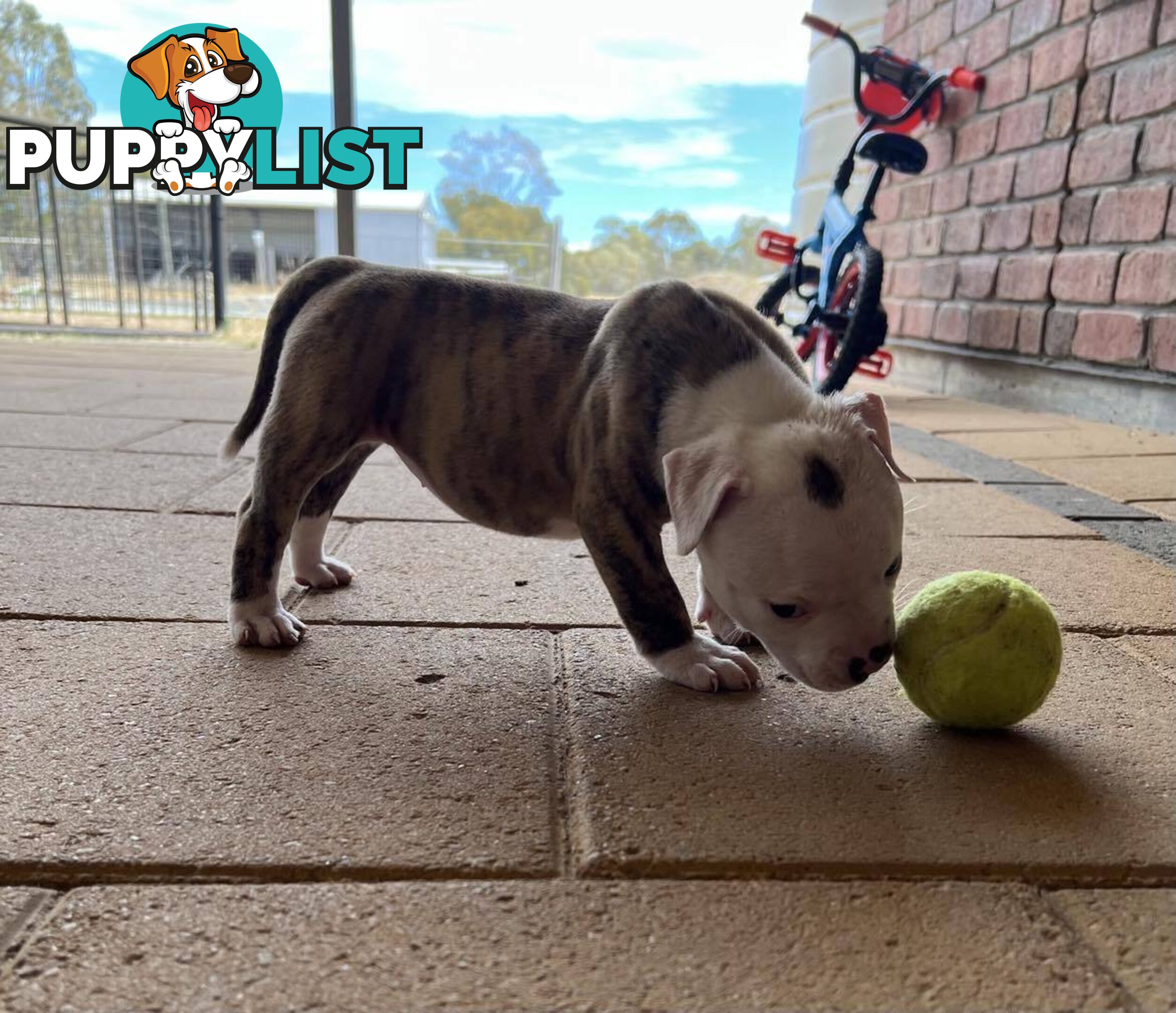 American Bulldog Puppies