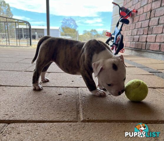 American Bulldog Puppies