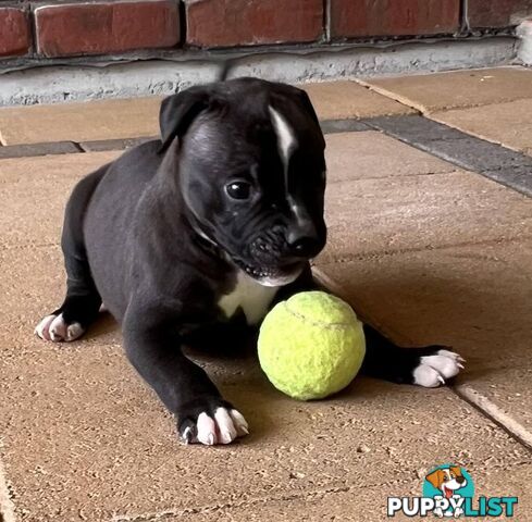 American Bulldog Puppies