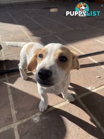 Purebred Jack Russel Puppies