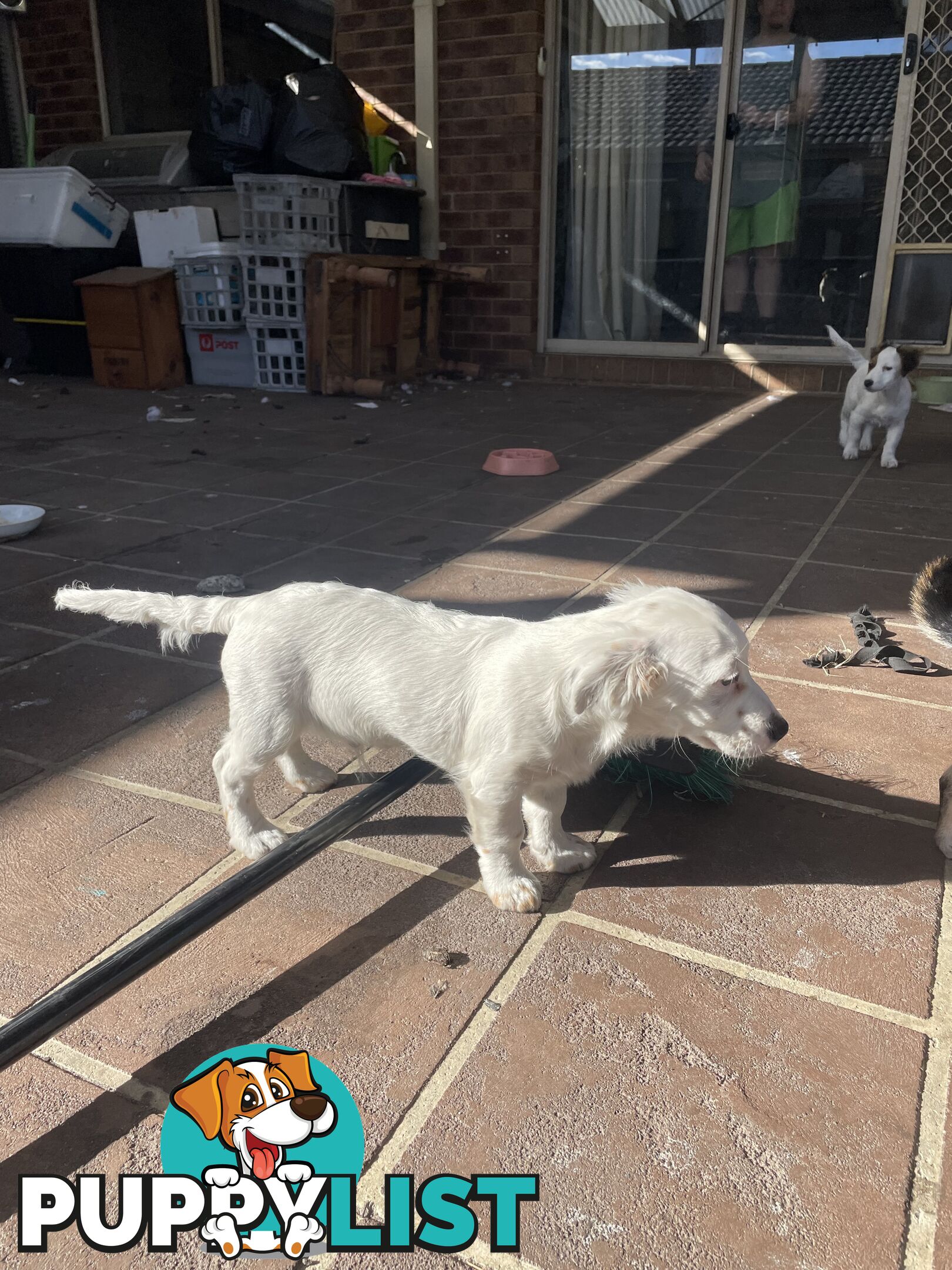 Purebred Jack Russel Puppies