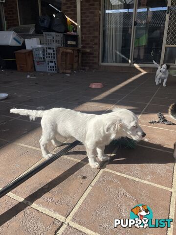 Purebred Jack Russel Puppies