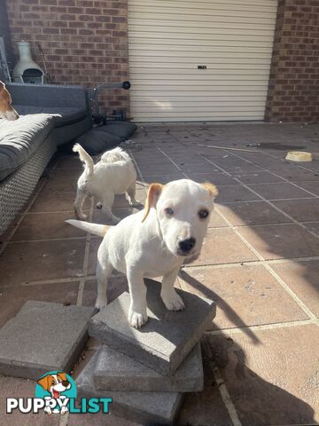 Purebred Jack Russel Puppies