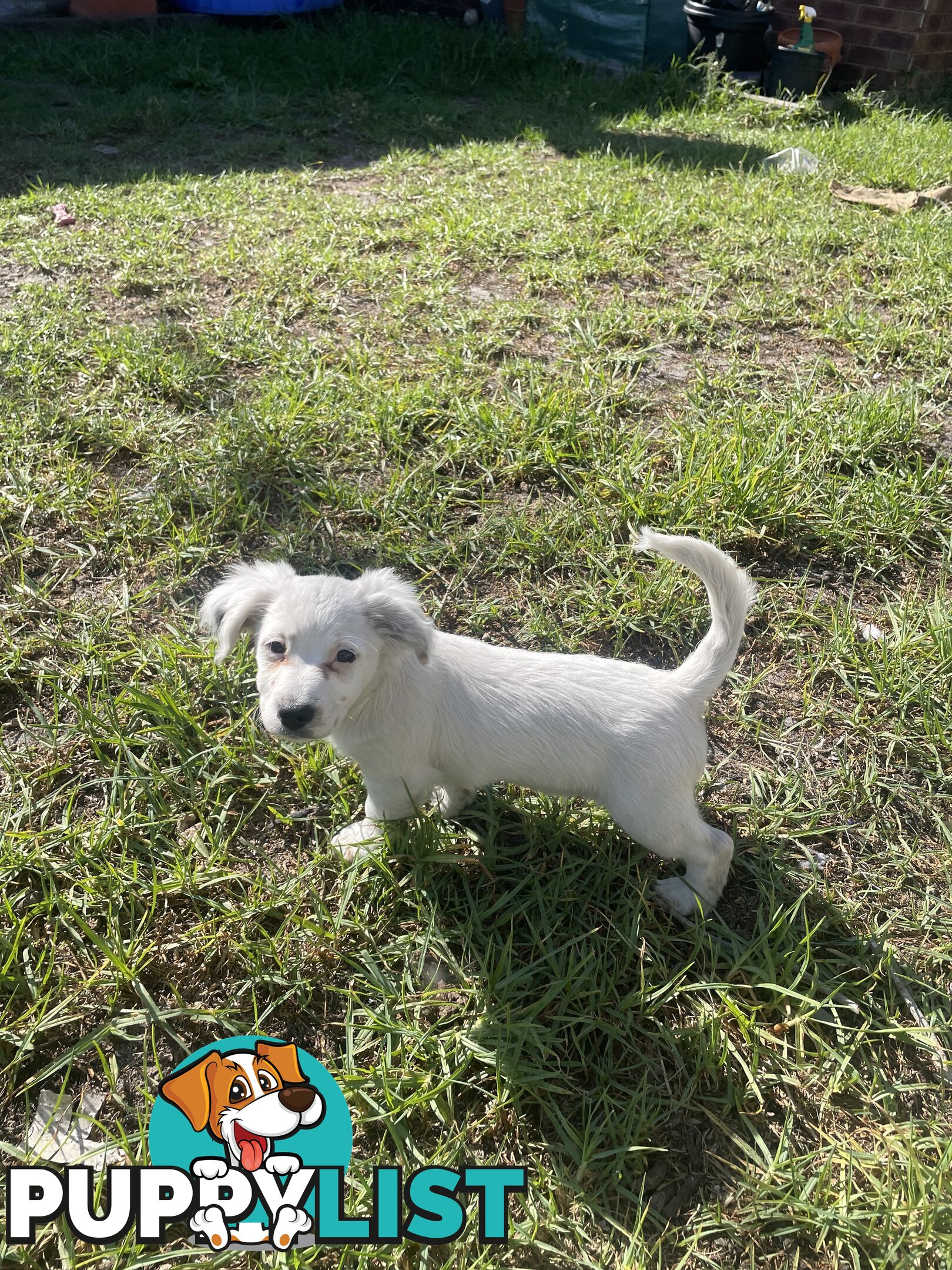 Purebred Jack Russel Puppies