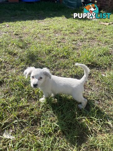 Purebred Jack Russel Puppies