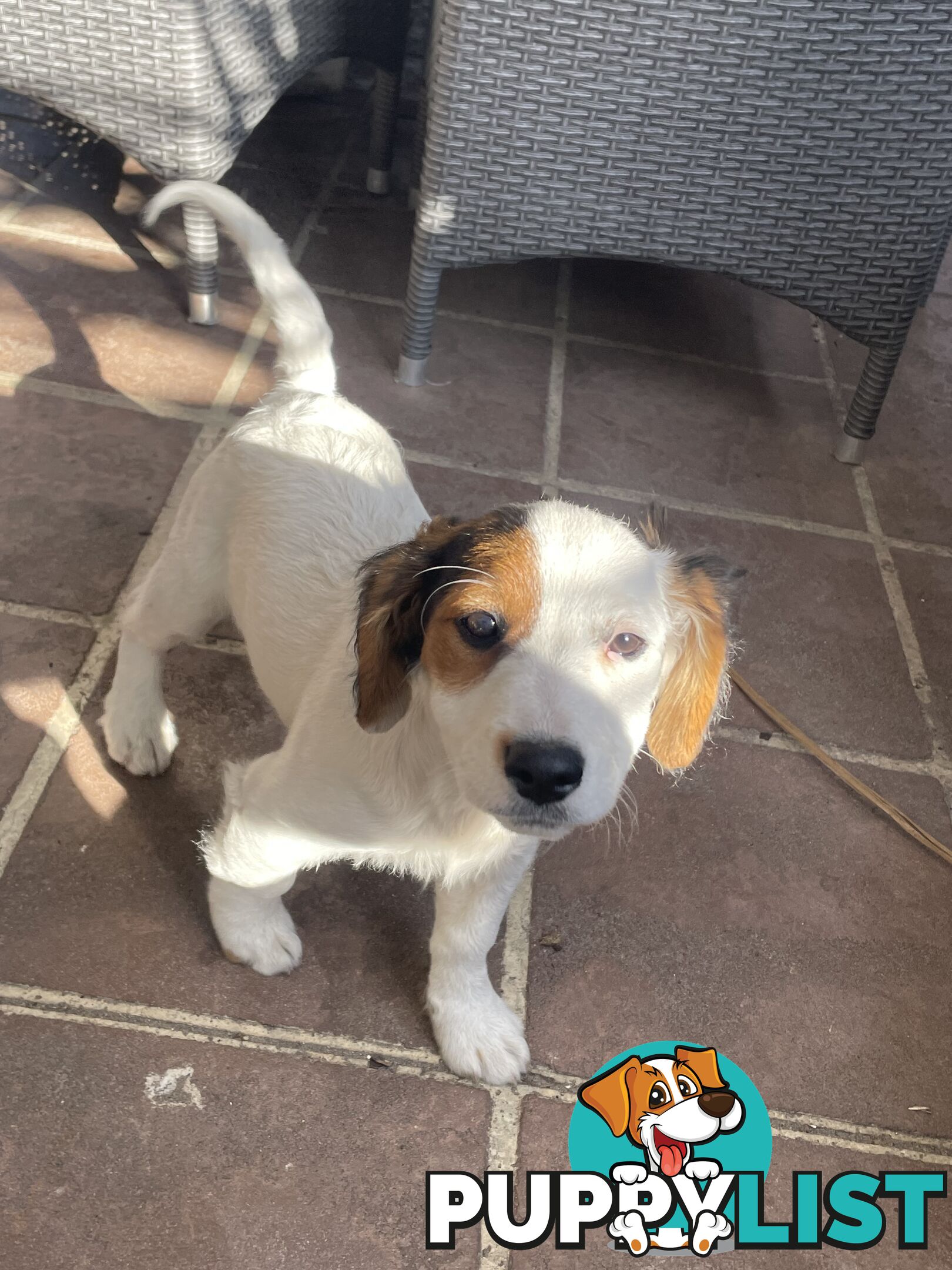 Purebred Jack Russel Puppies