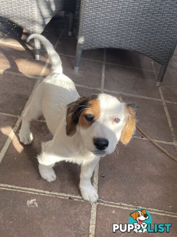 Purebred Jack Russel Puppies