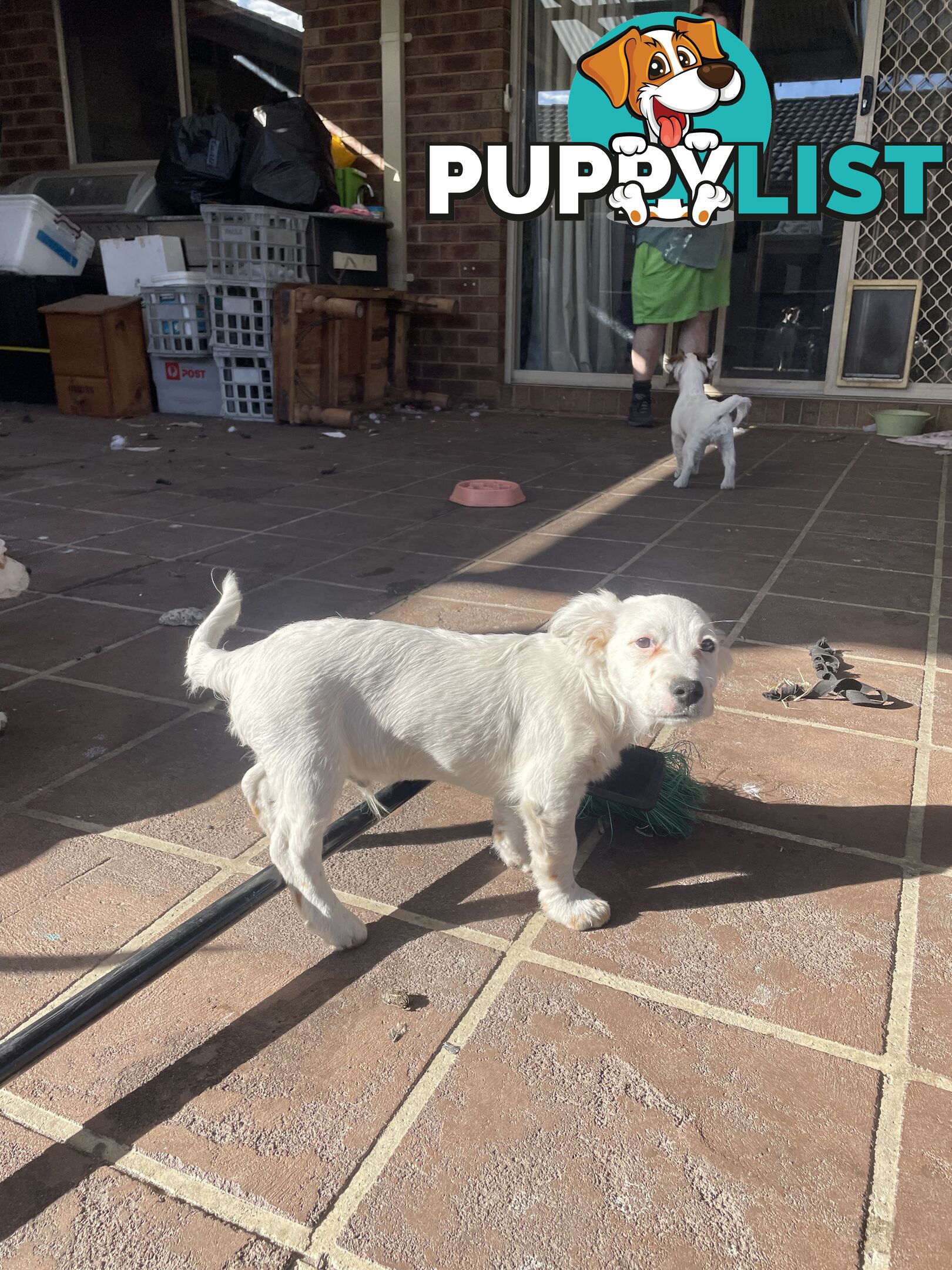 Purebred Jack Russel Puppies