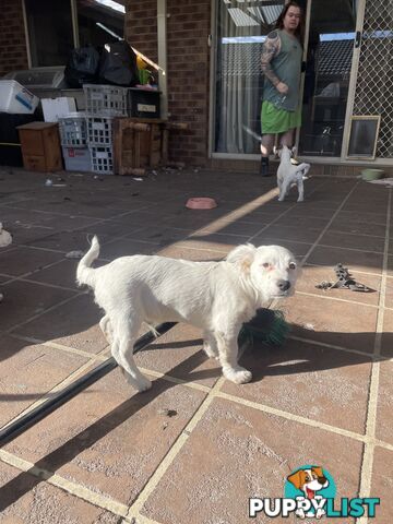Purebred Jack Russel Puppies