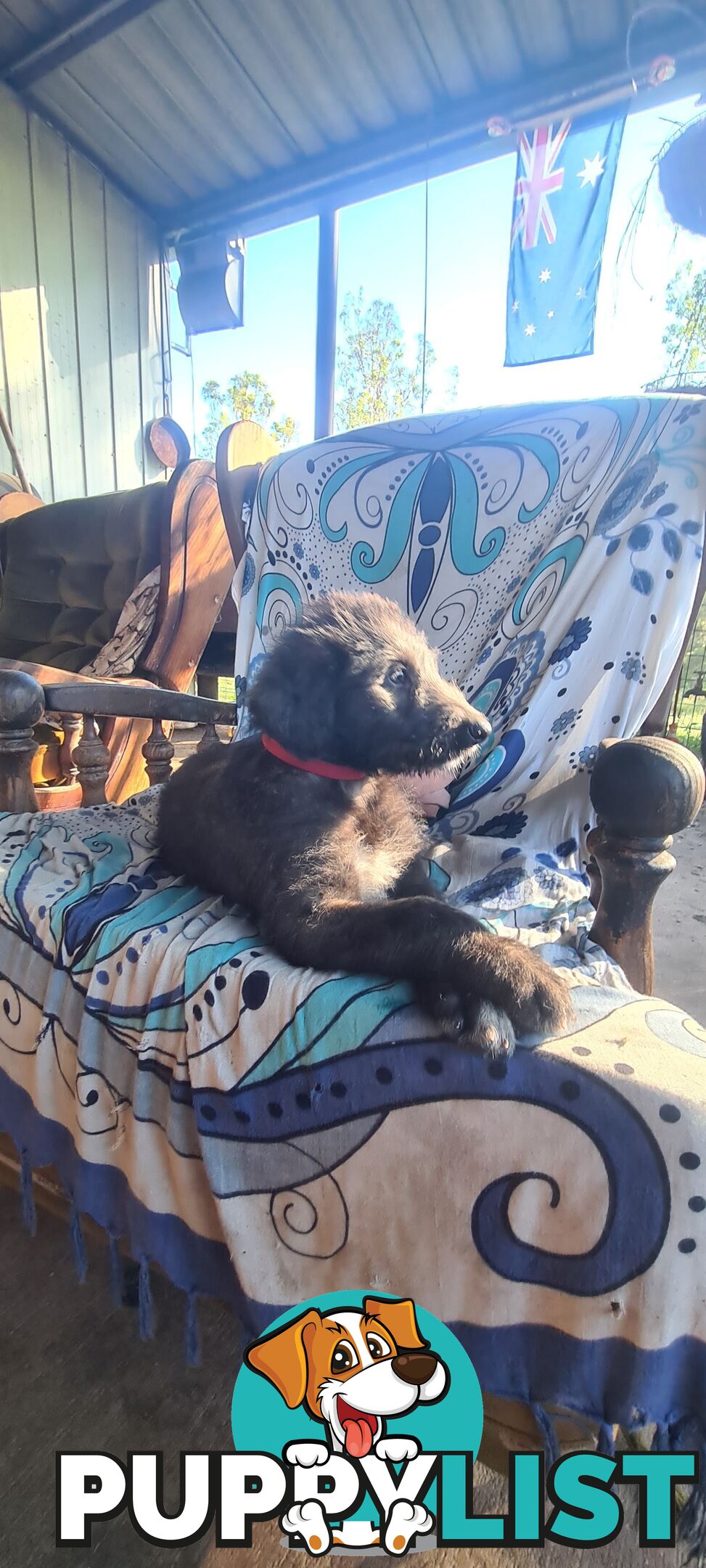 Irish Wolfhound