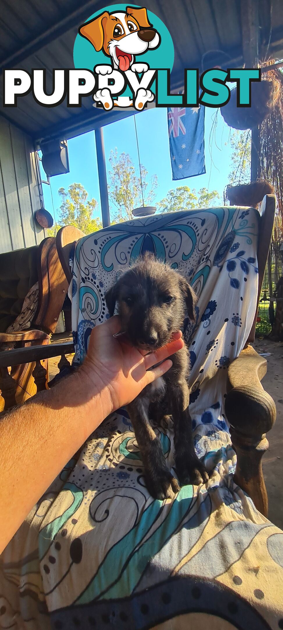 Irish Wolfhound