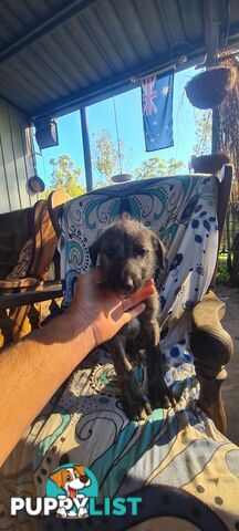Irish Wolfhound