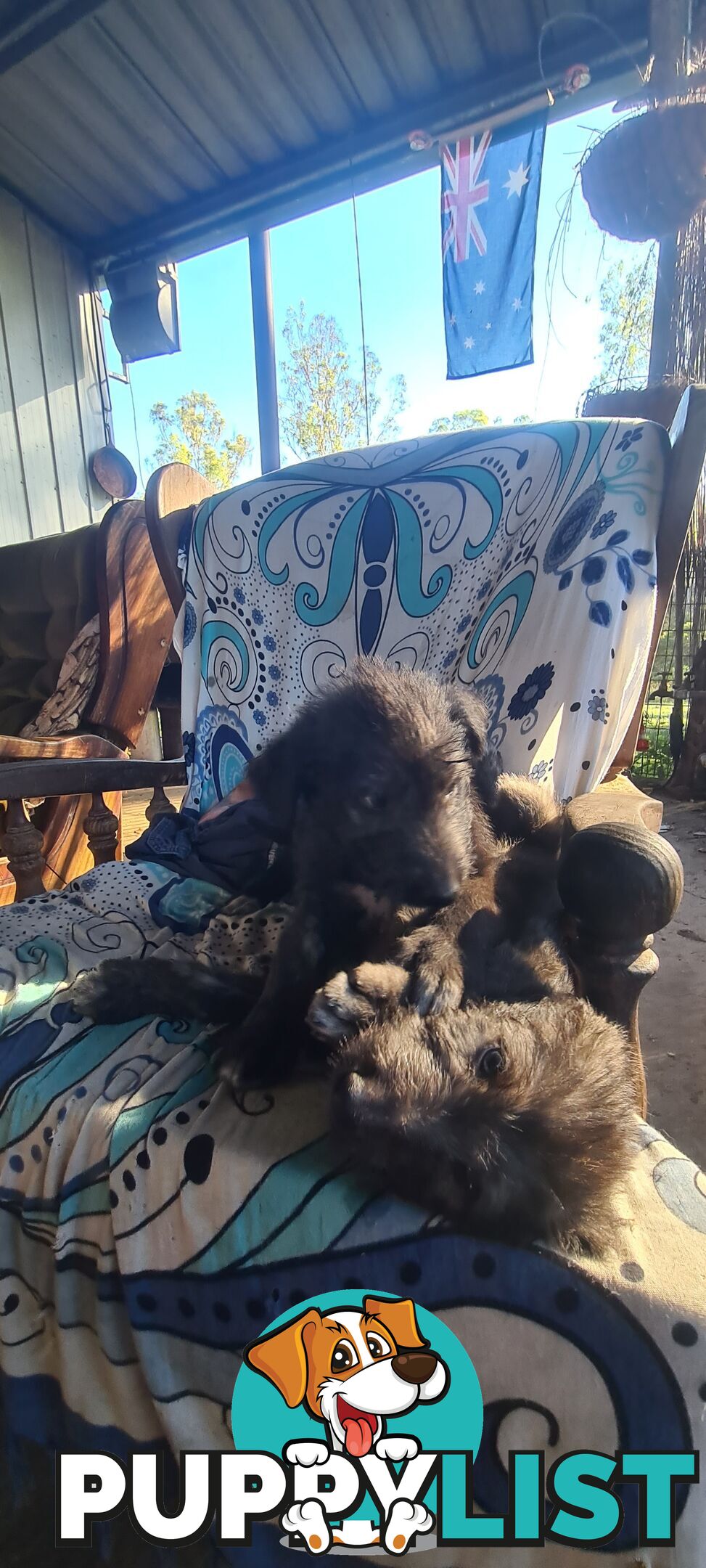 Irish Wolfhound