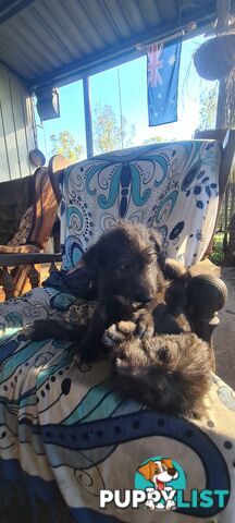 Irish Wolfhound