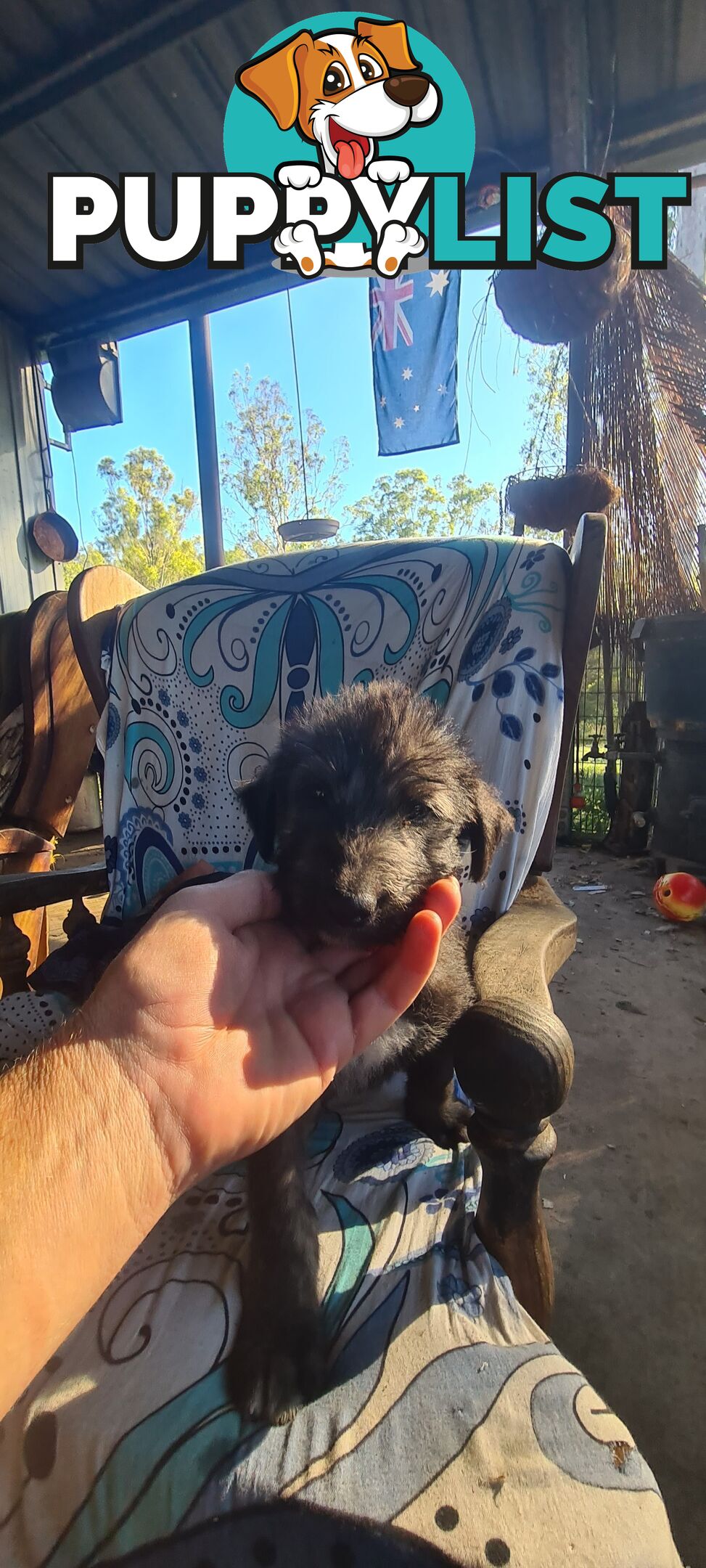Irish Wolfhound