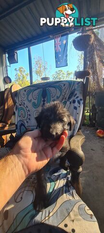 Irish Wolfhound