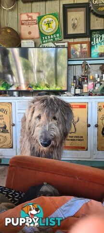 Irish Wolfhound