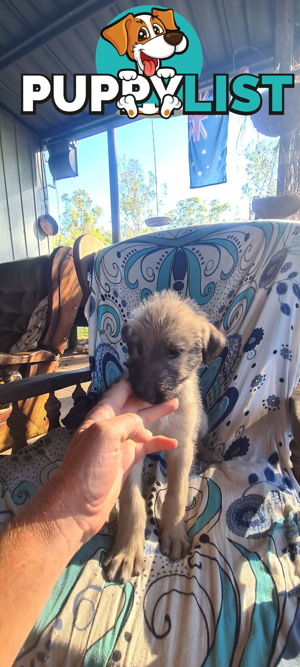 Irish Wolfhound