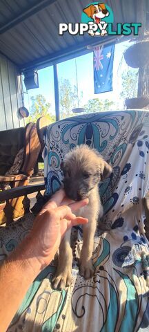 Irish Wolfhound