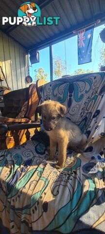 Irish Wolfhound