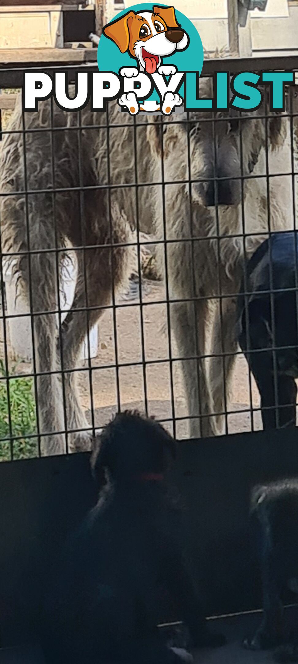 Irish Wolfhound