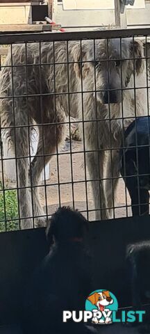 Irish Wolfhound