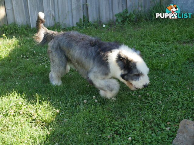 Old English Sheepdog X
