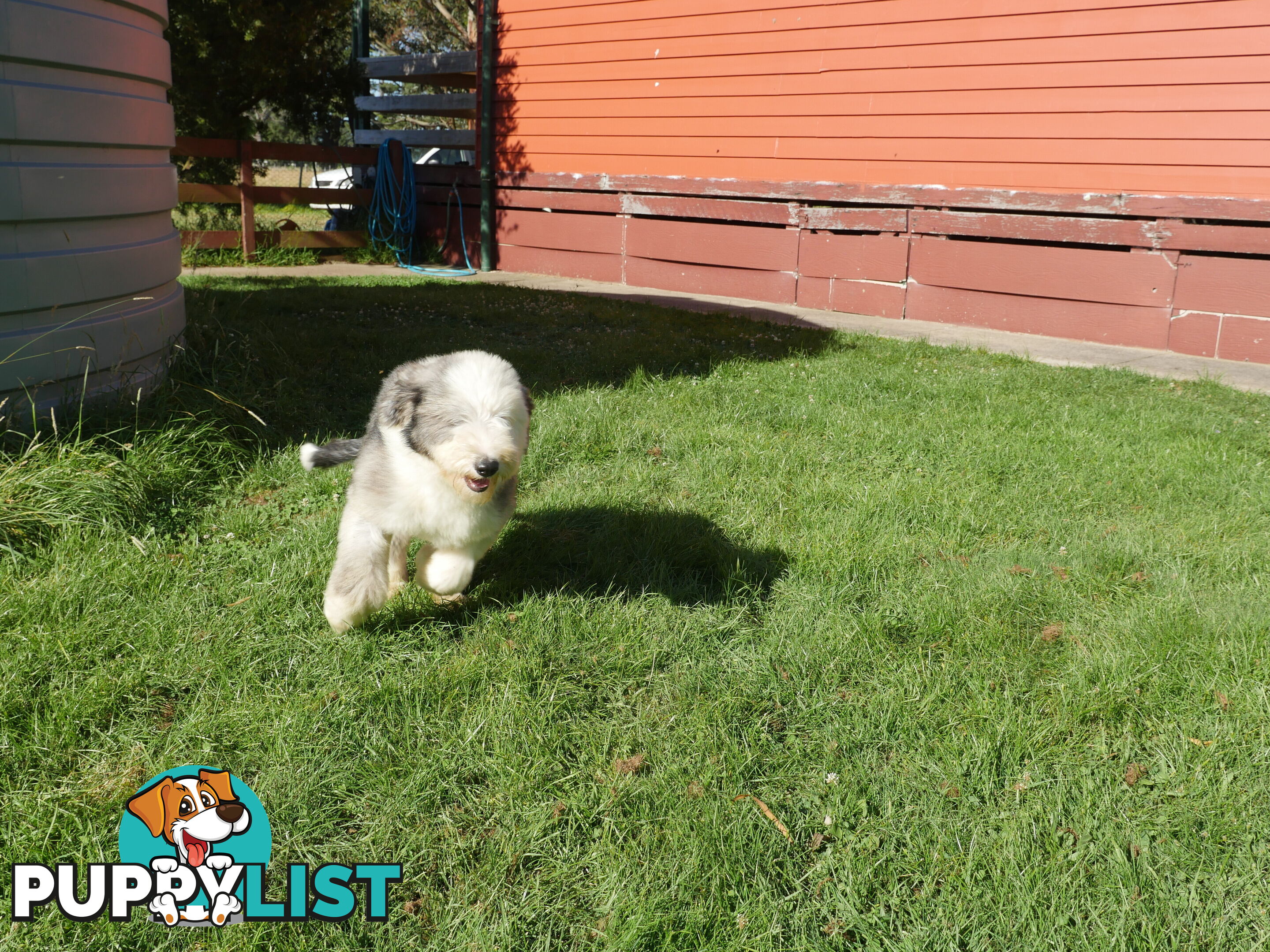 Old English Sheepdog X