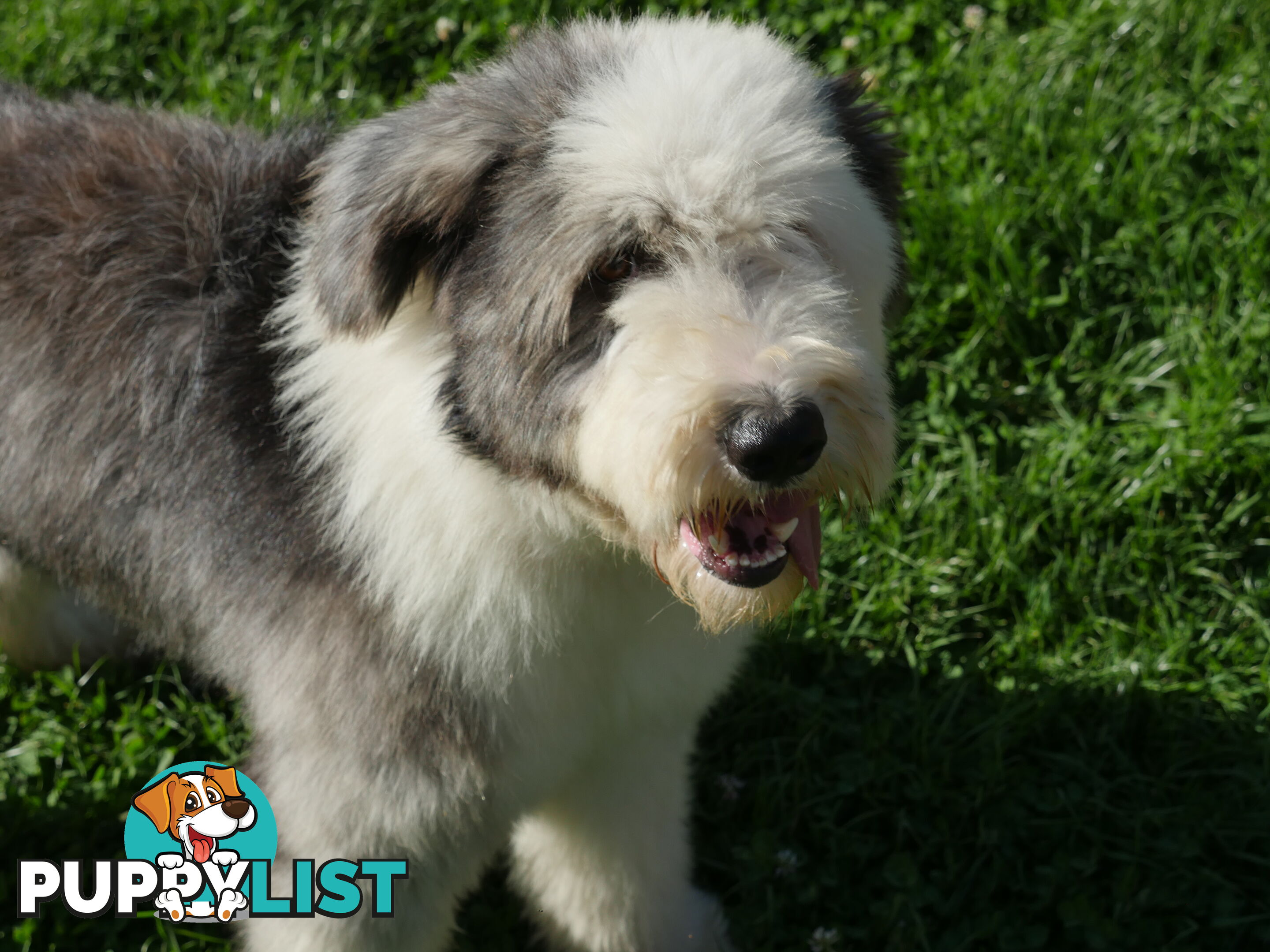 Old English Sheepdog X