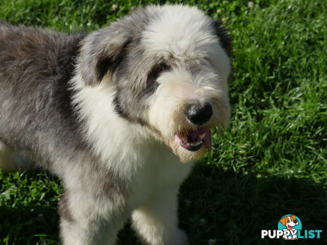 Old English Sheepdog X
