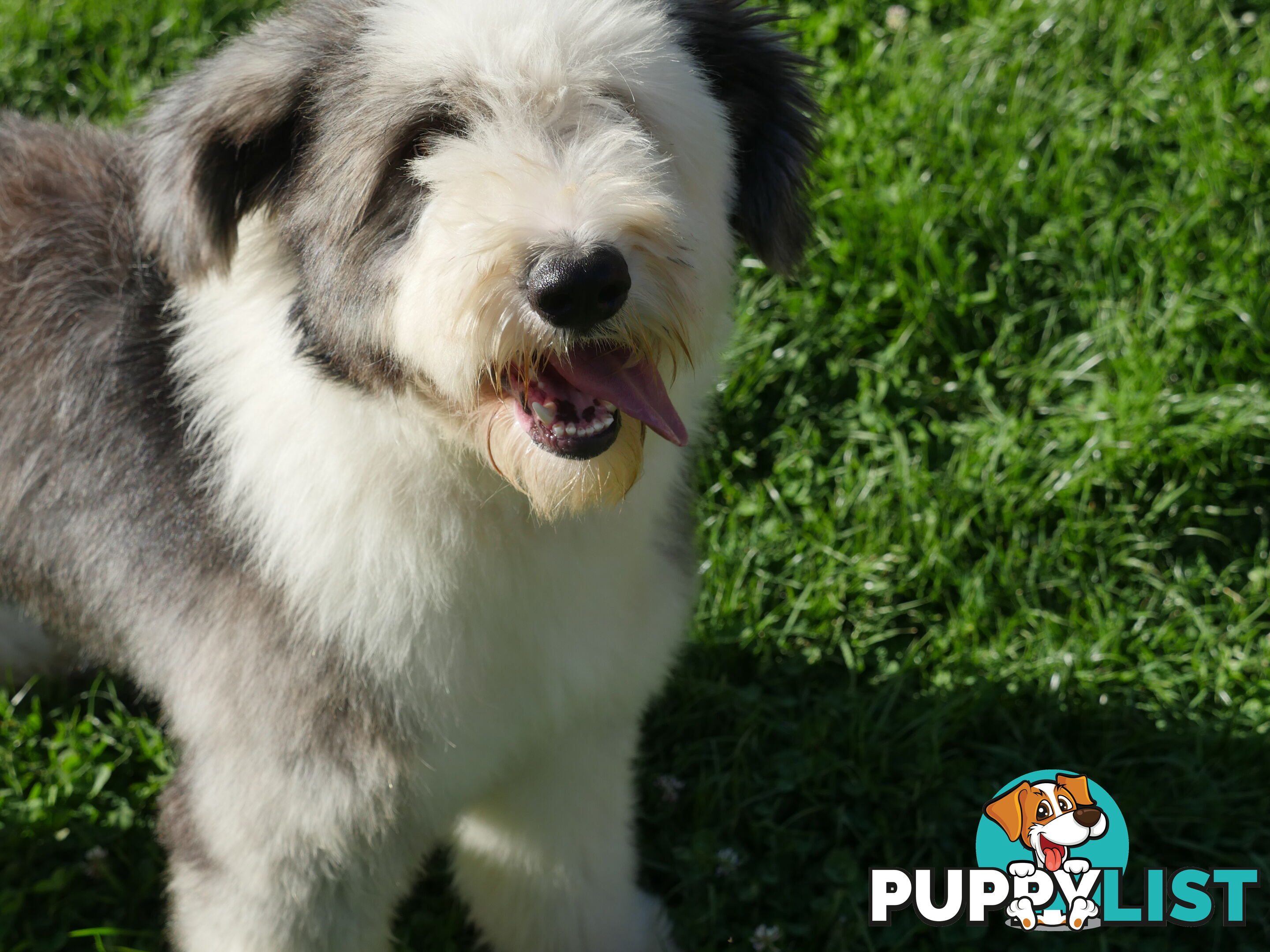 Old English Sheepdog X