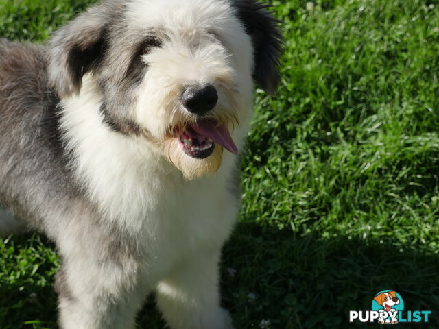 Old English Sheepdog X