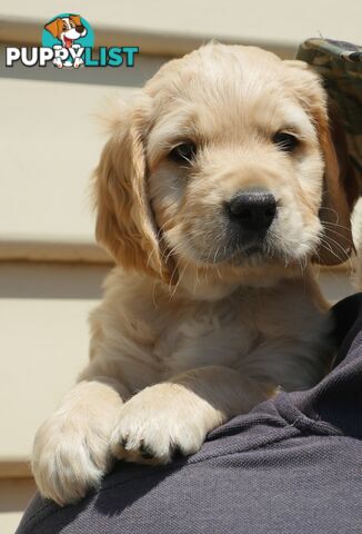 Standard Groodle puppies - ethically bred by quality small breeder - Trinity Groodles