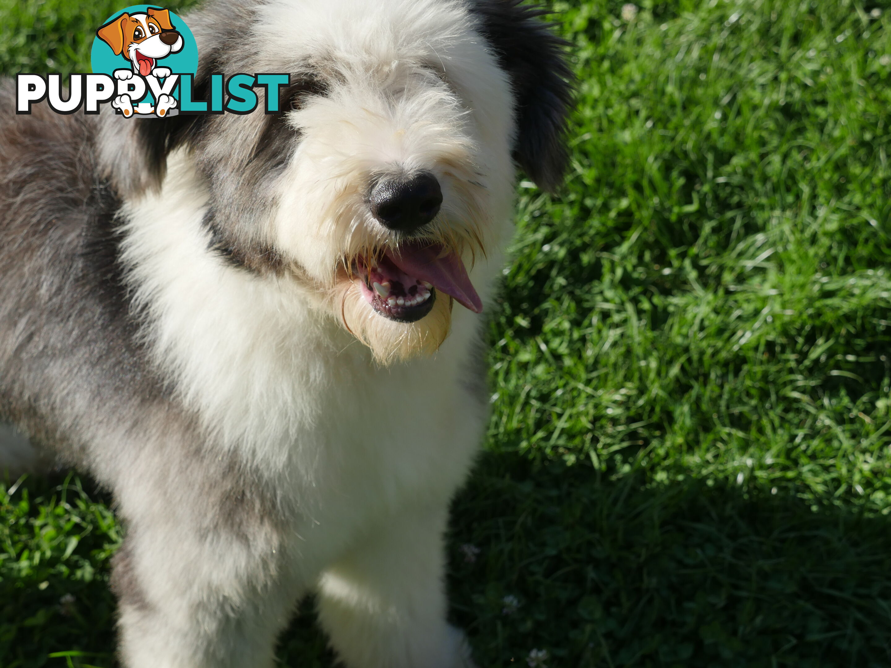 Old English Sheepdog X