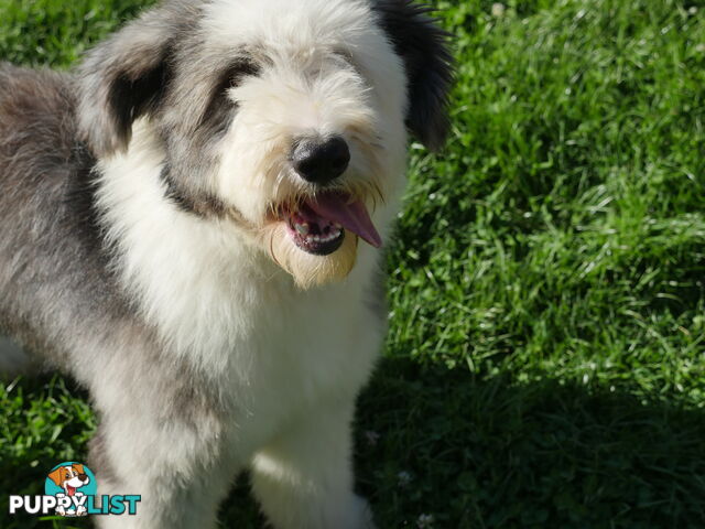Old English Sheepdog X