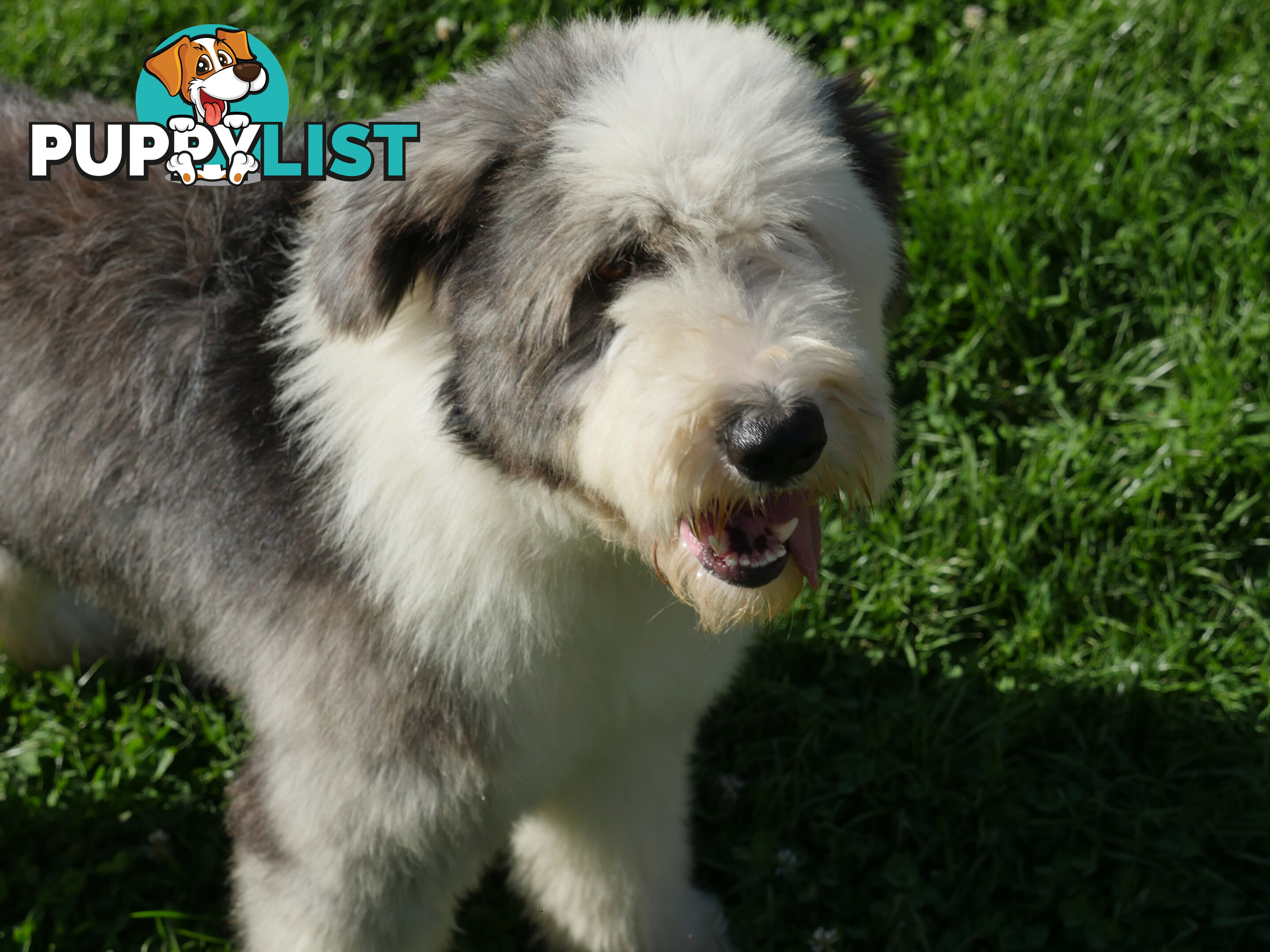 Old English Sheepdog X