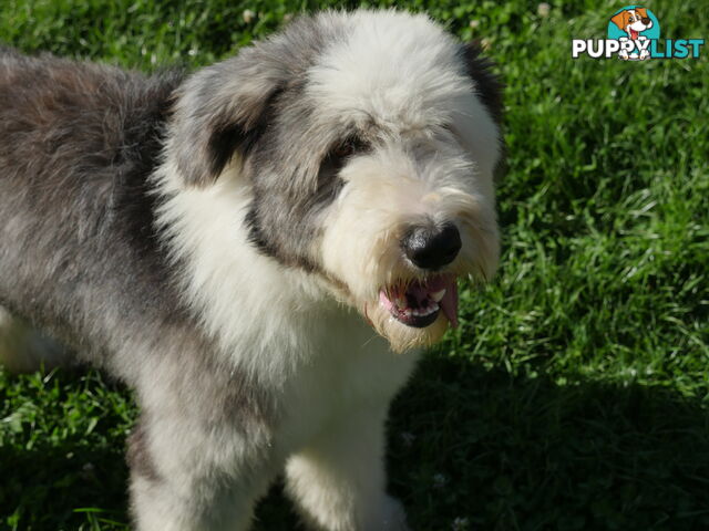 Old English Sheepdog X