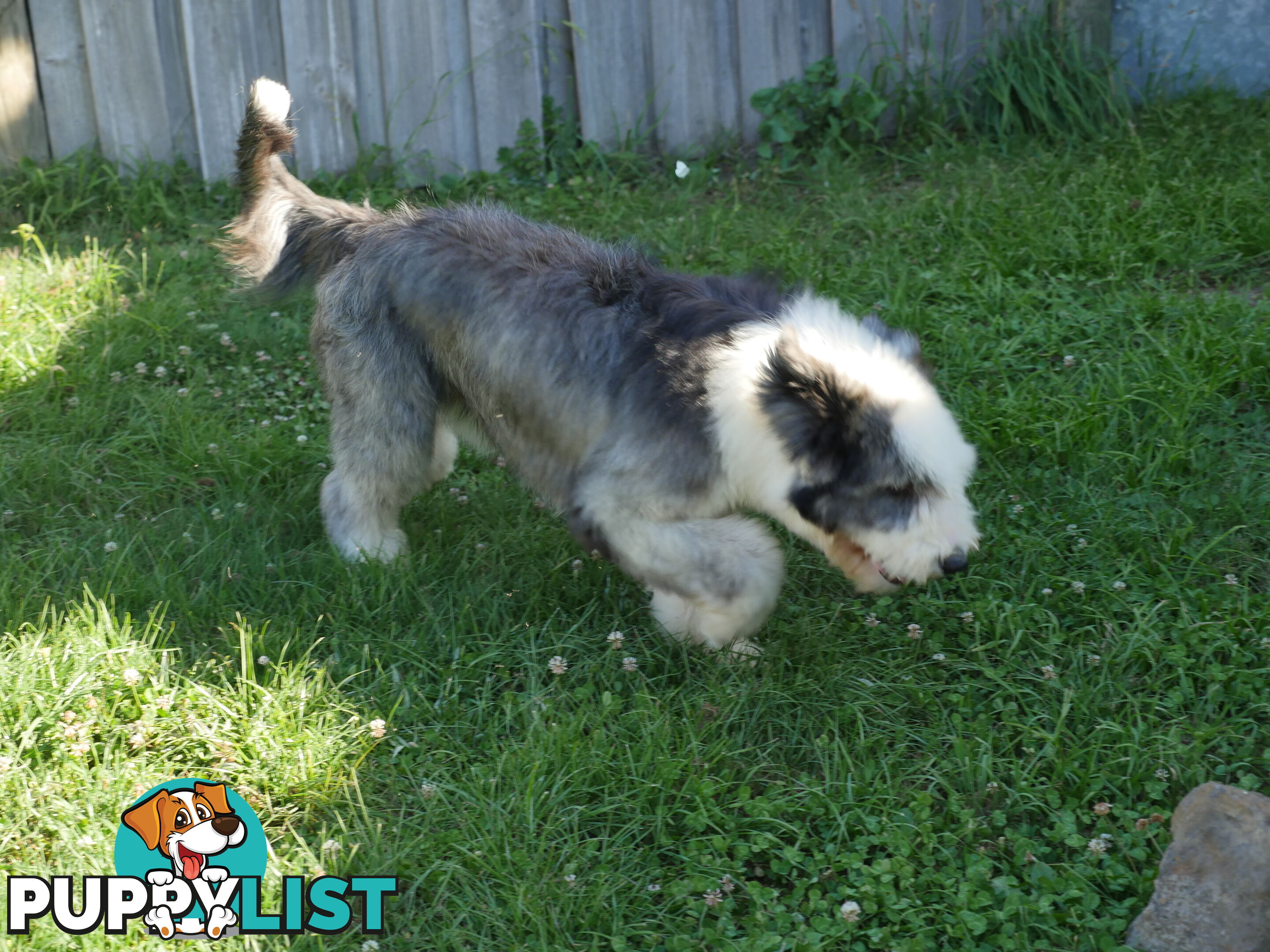 Old English Sheepdog X