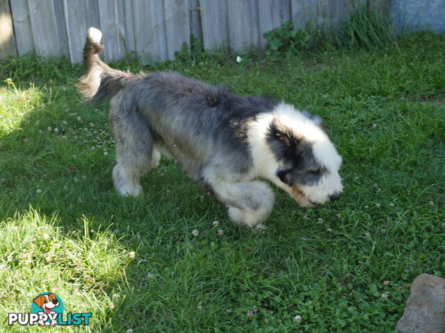 Old English Sheepdog X