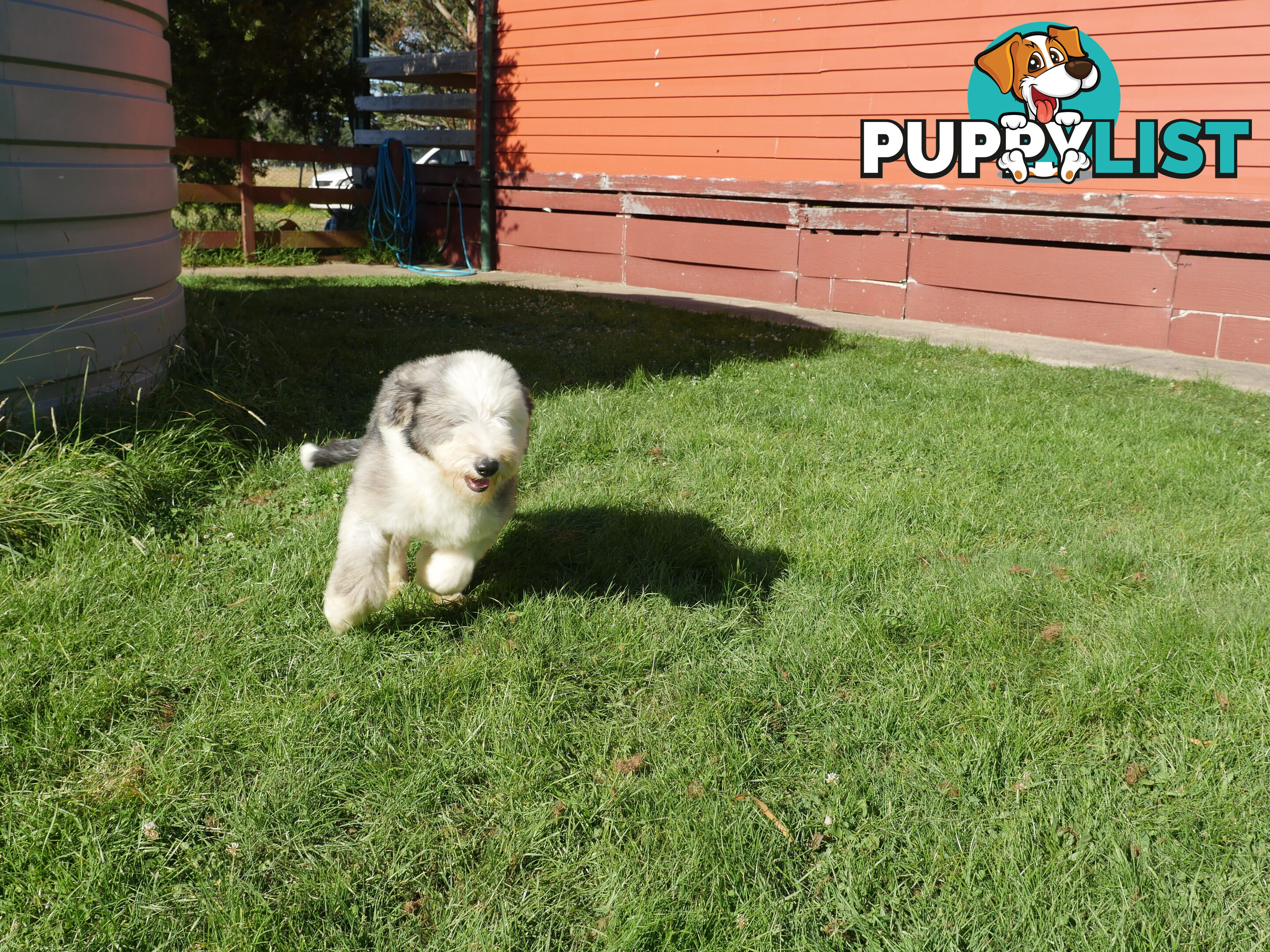 Old English Sheepdog X