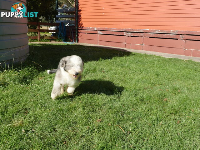 Old English Sheepdog X