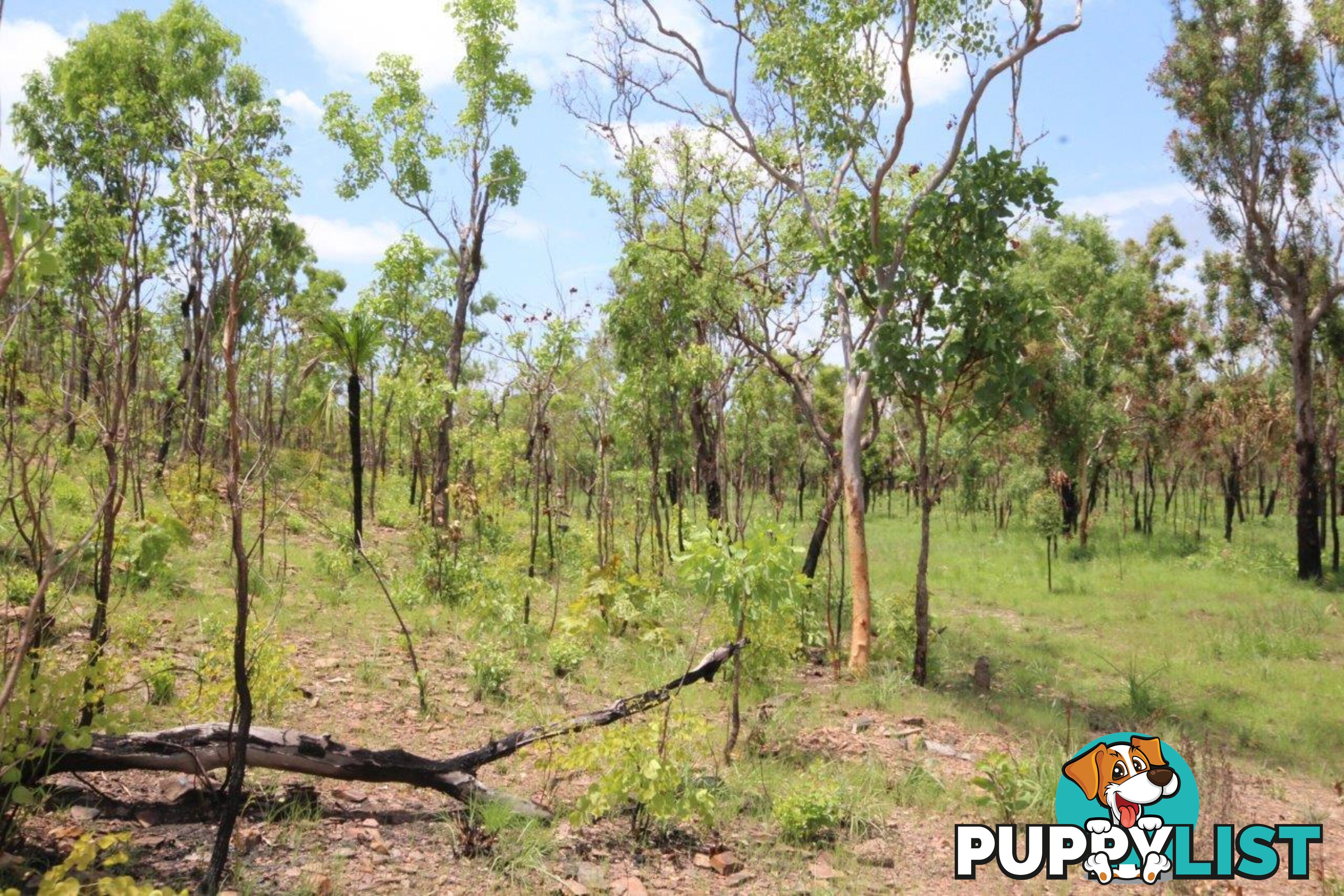 Adelaide River NT 0846